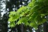 acer shirasawanum Aureum-3